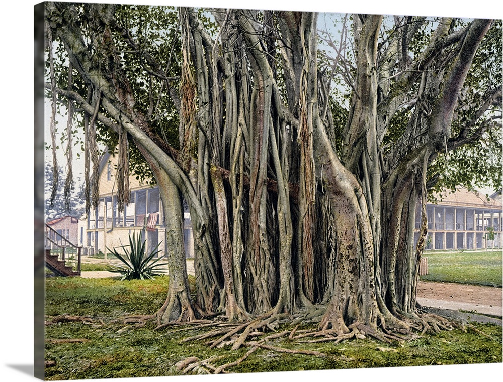 Rubber Tree in the U.S. Barracks Key West Florida Vintage Photograph