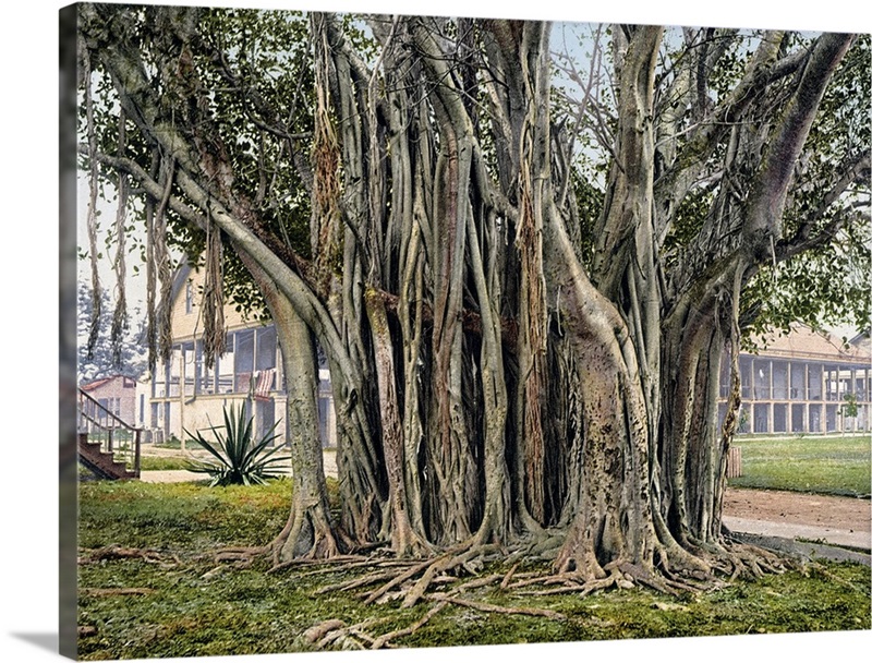 Rubber Tree in the U.S. Barracks Key West Florida Vintage Photograph |  Great Big Canvas