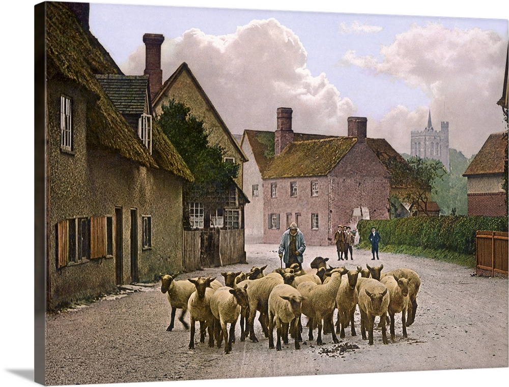 Sheep in the Village Street