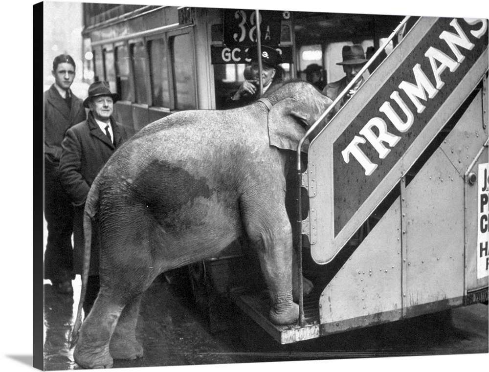 Comet, an elephant from Chessington, tries to board a bus in Shaftesbury Avenue, London