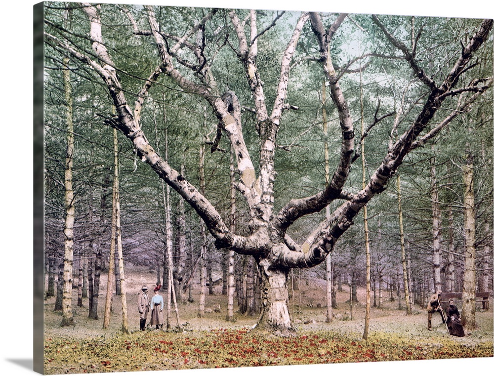 The Wizard Tree Cathedral Woods Intervale New Hampshire Vintage Photograph