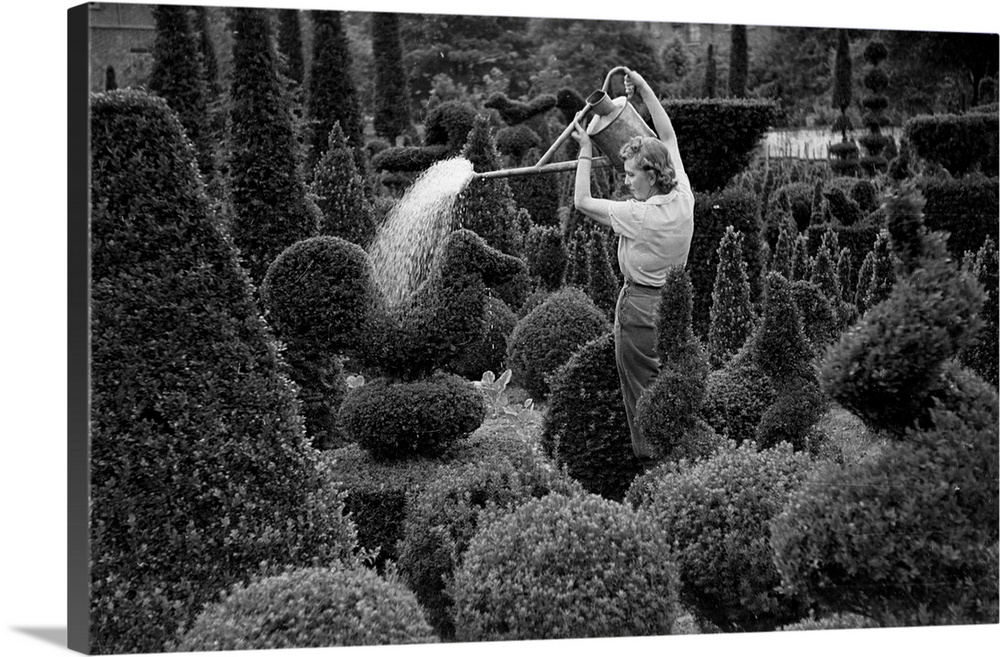 15th September 1945:  The art of topiary, shaping shrubs at Kew Gardens Original Publication: Picture Post - 2090 - Crazy ...