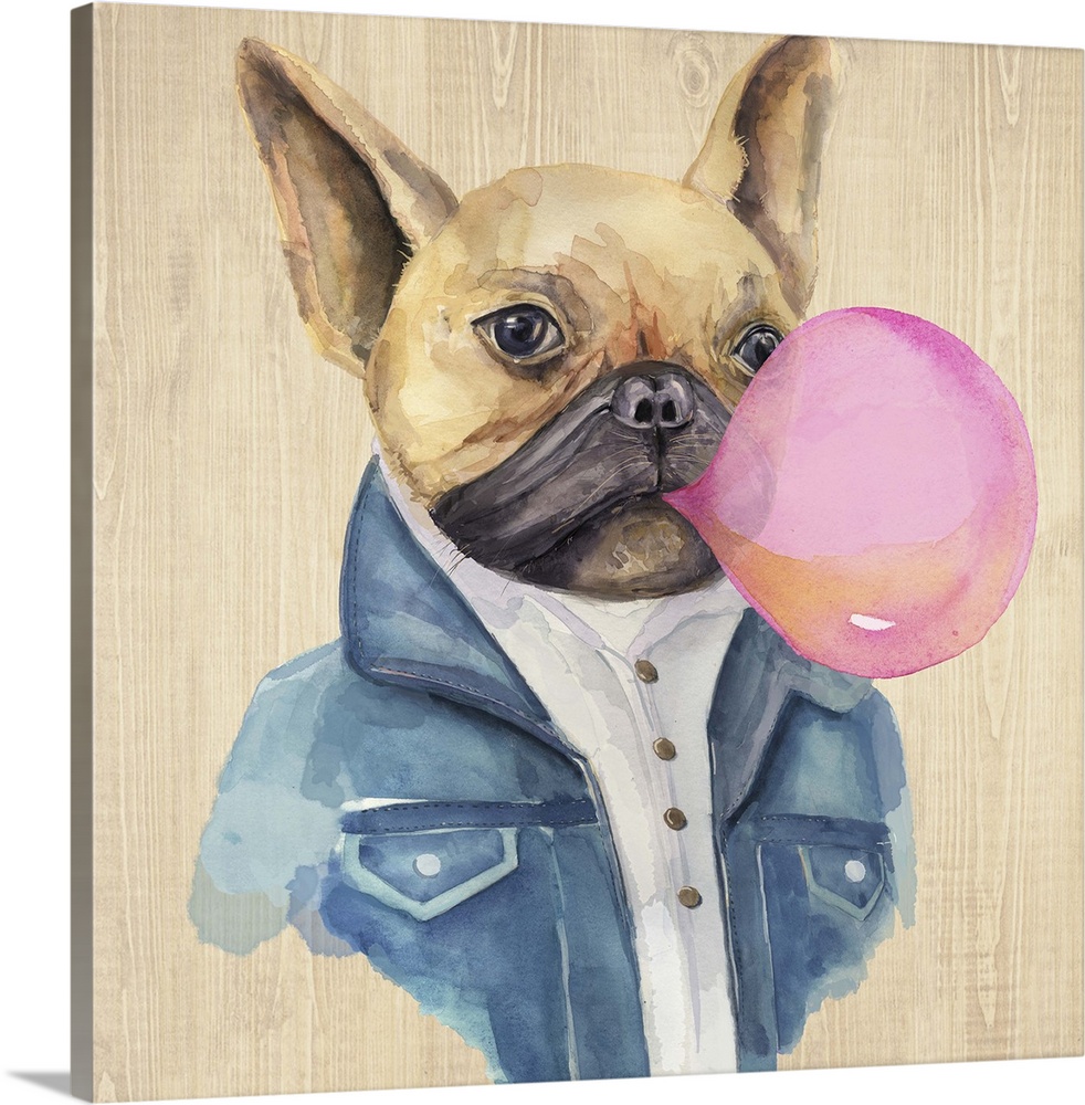 Humorous illustration of a French bulldog in a jean jacket blowing bubblegum.