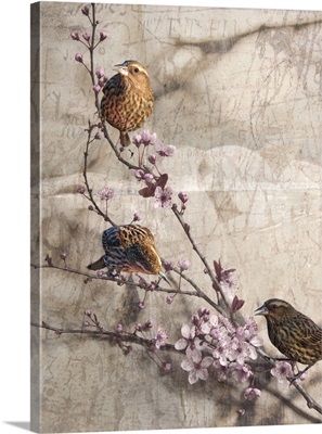 Birds and Blossoms II