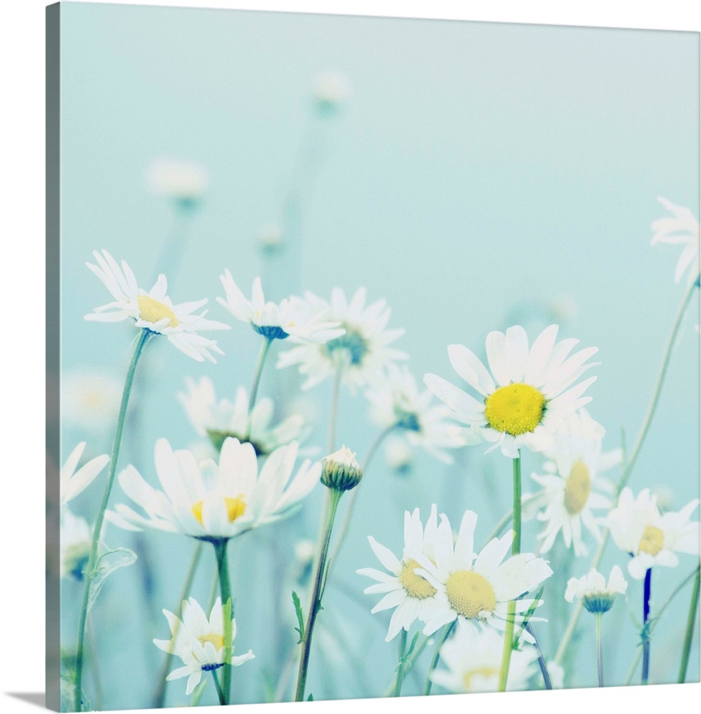 Square photograph of white daises on a soft blue background with a dreamy look.