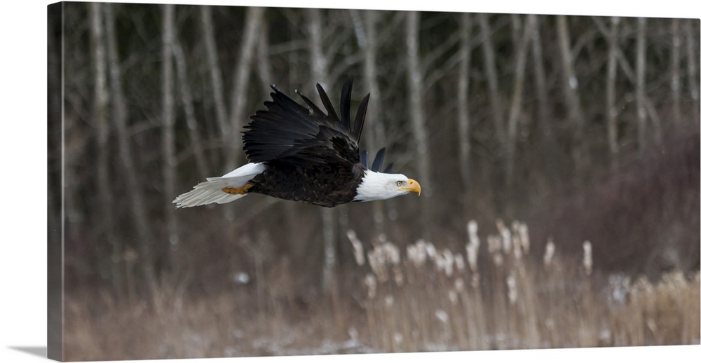 Action photograph of an eagle flying in front of a Winter forest.