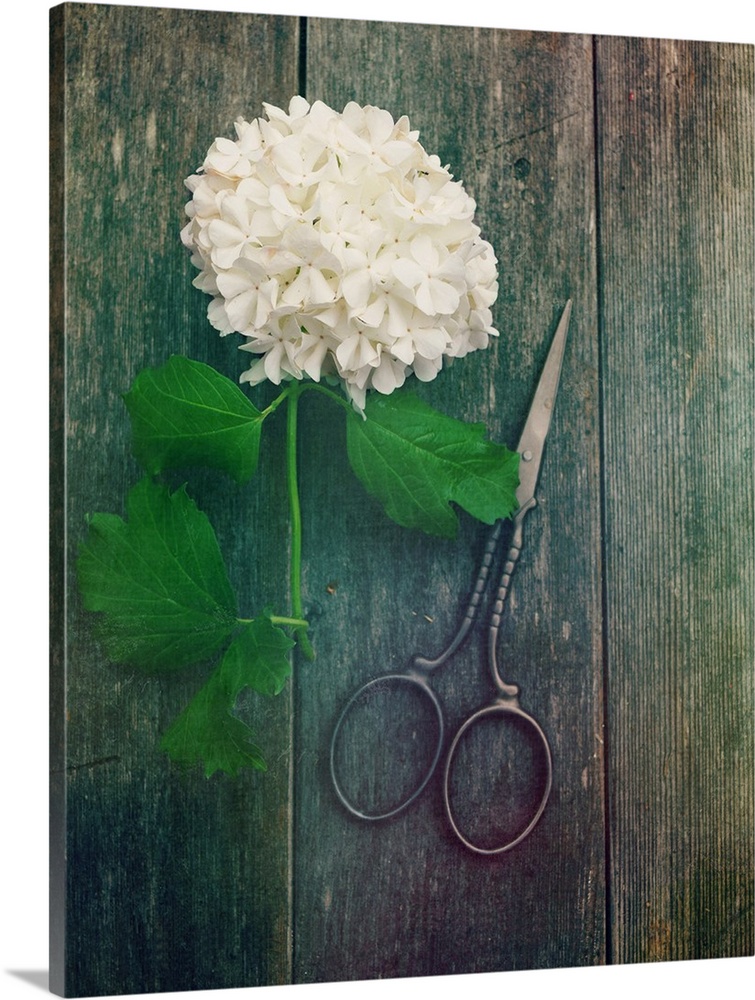 Photograph of a freshly cut hydrangea on a wooden background with a pair of scissors.