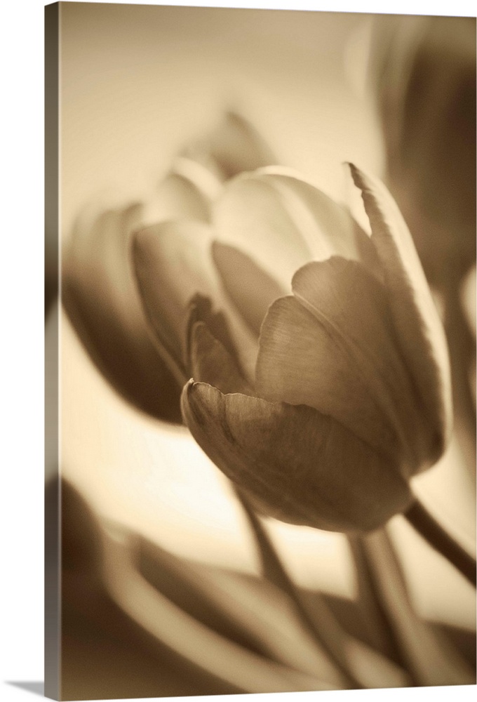 Sepia toned photograph of tulips close-up.