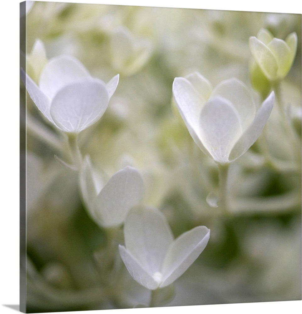 Ivory Hydrangea Wall Art, Canvas Prints, Framed Prints, Wall Peels