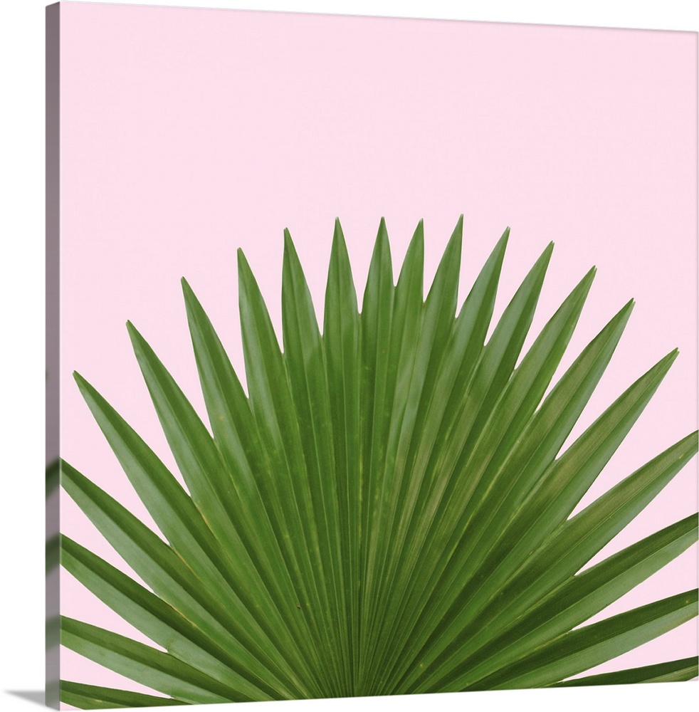Green palm leaves in a fan shape on buff pink.