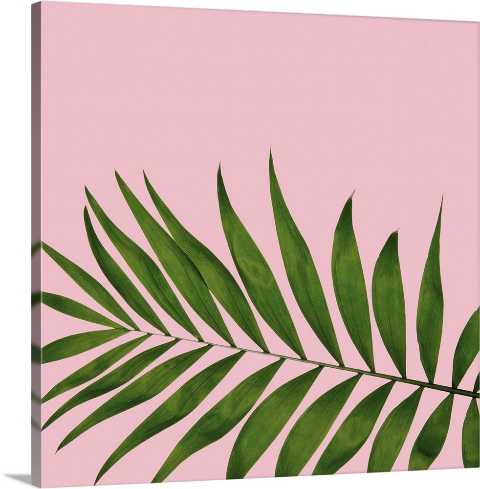 Mod art of a deep green palm leaf on light pink.