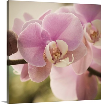 Orchid Affair
