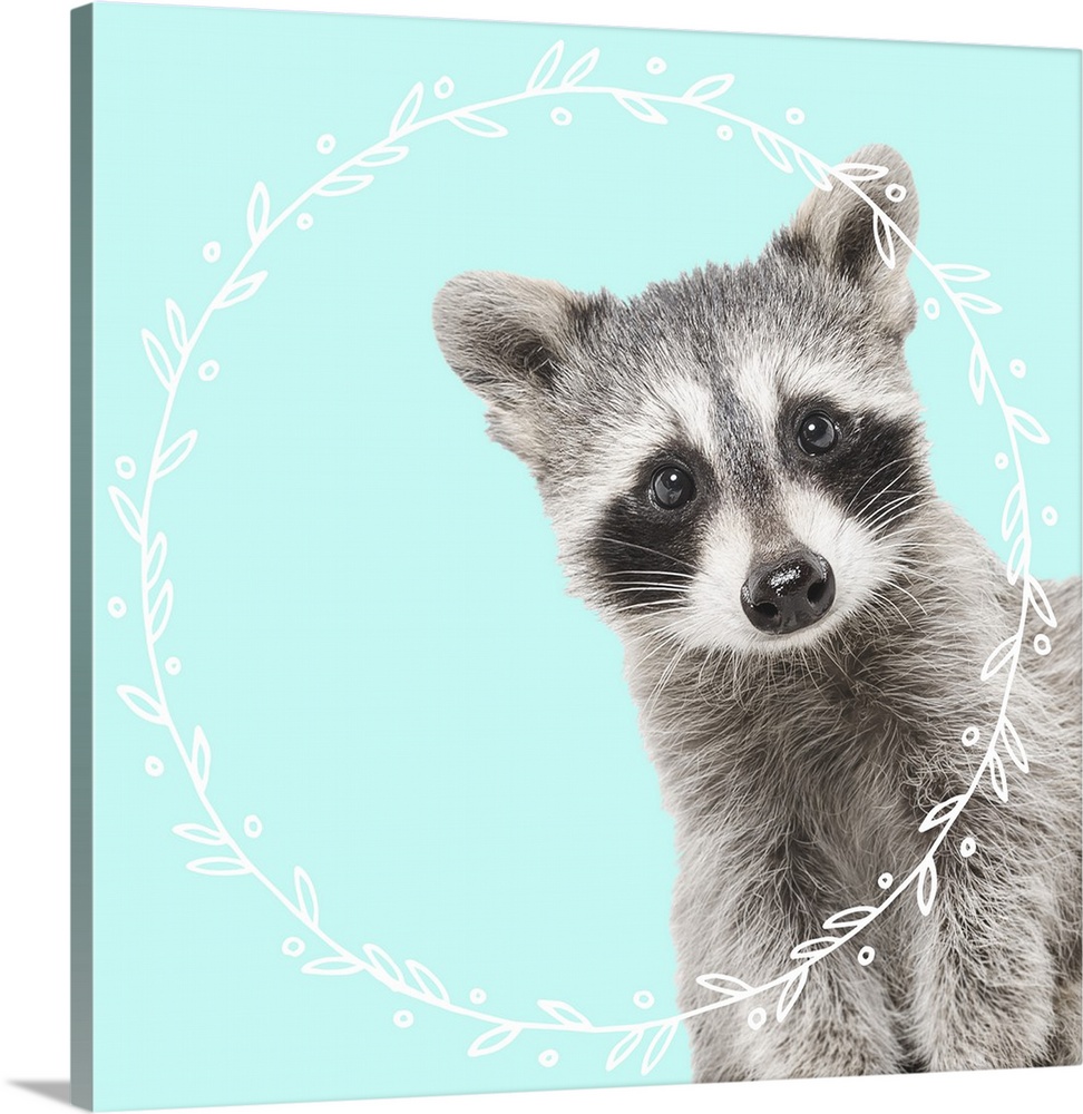 Black and white photograph of a baby raccoon on the middle of a light blue background with an illustrated white, leafy wre...
