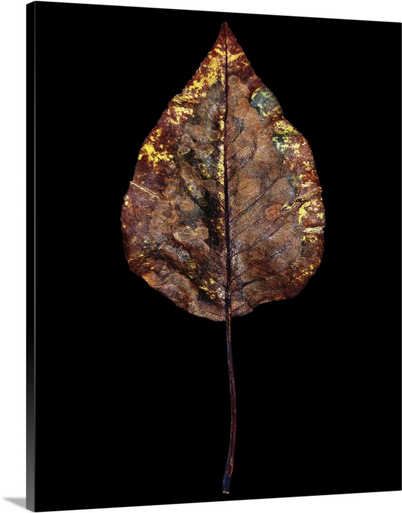 Rustic Leaf IV