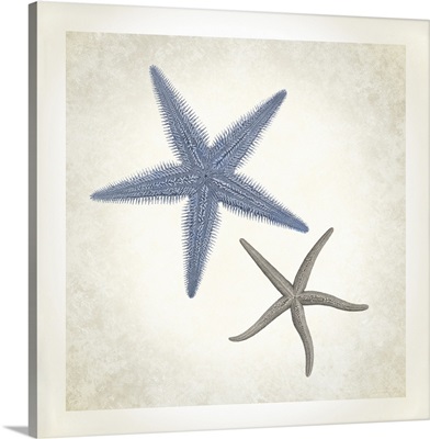 Sea Life, Starfish