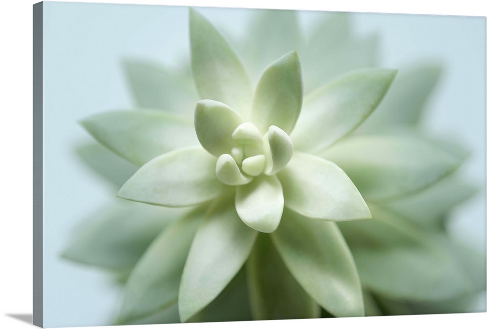 A close-up photograph of a succulent plant against a light blue background.