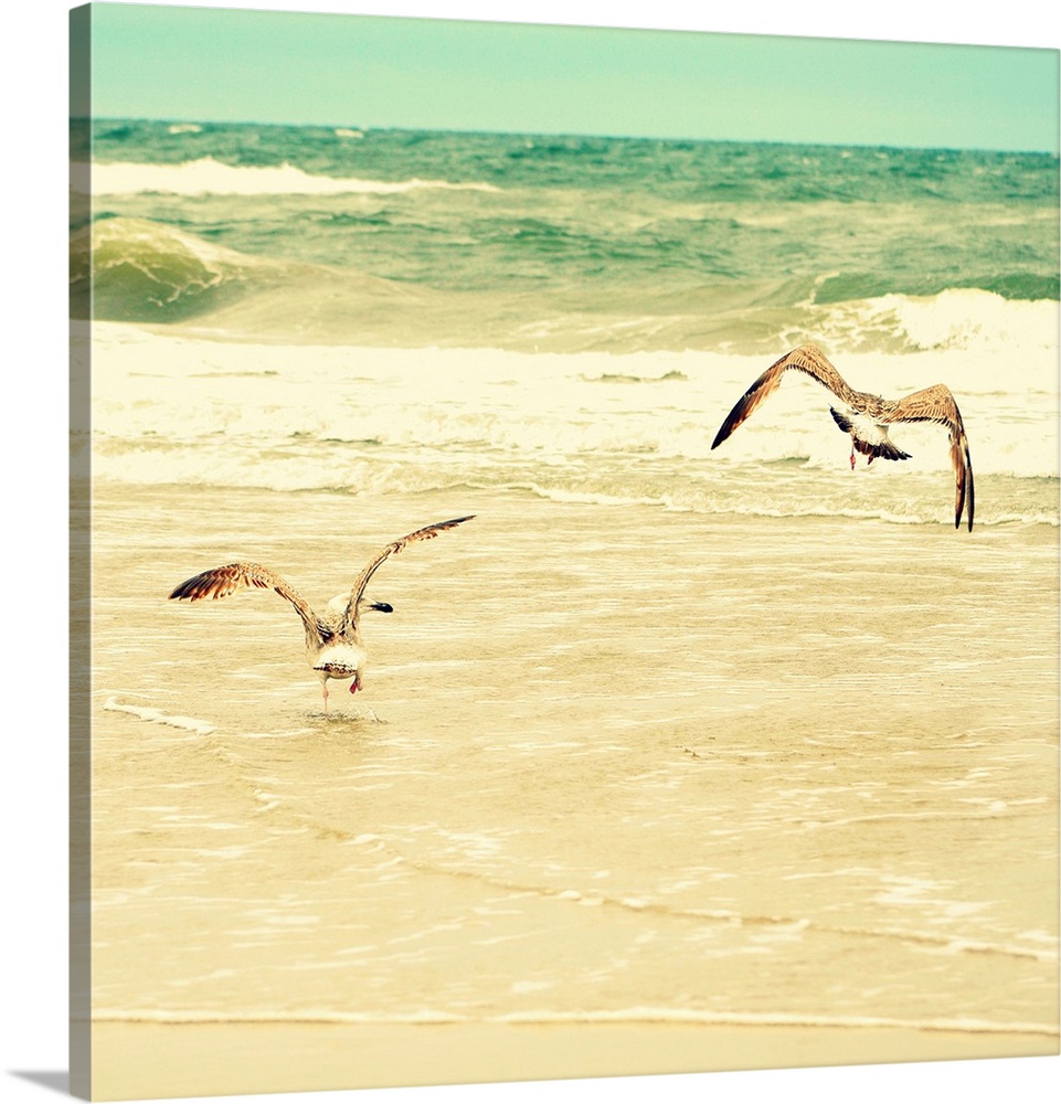 Square photograph of two seagulls on the ocean shore with golden tones.