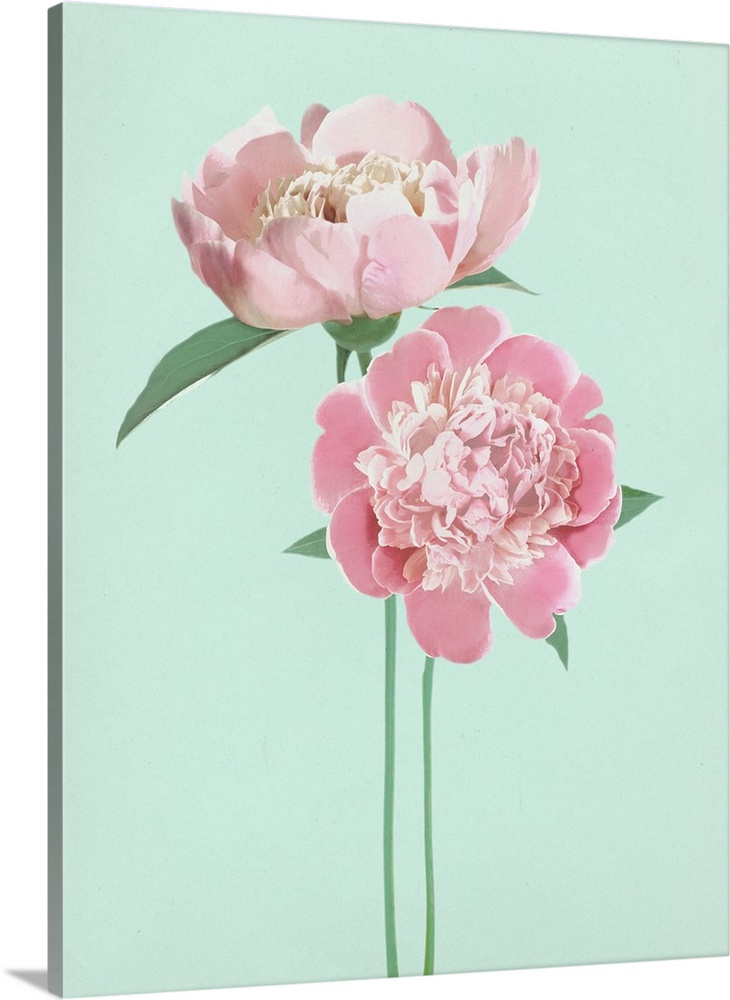 Large illustration of two pink peonies with long green stems on a pale blue background.