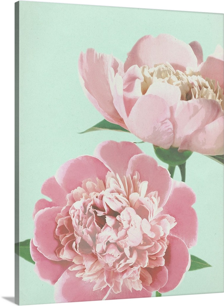 Large illustration of two pink peonies close up on a pale blue background.