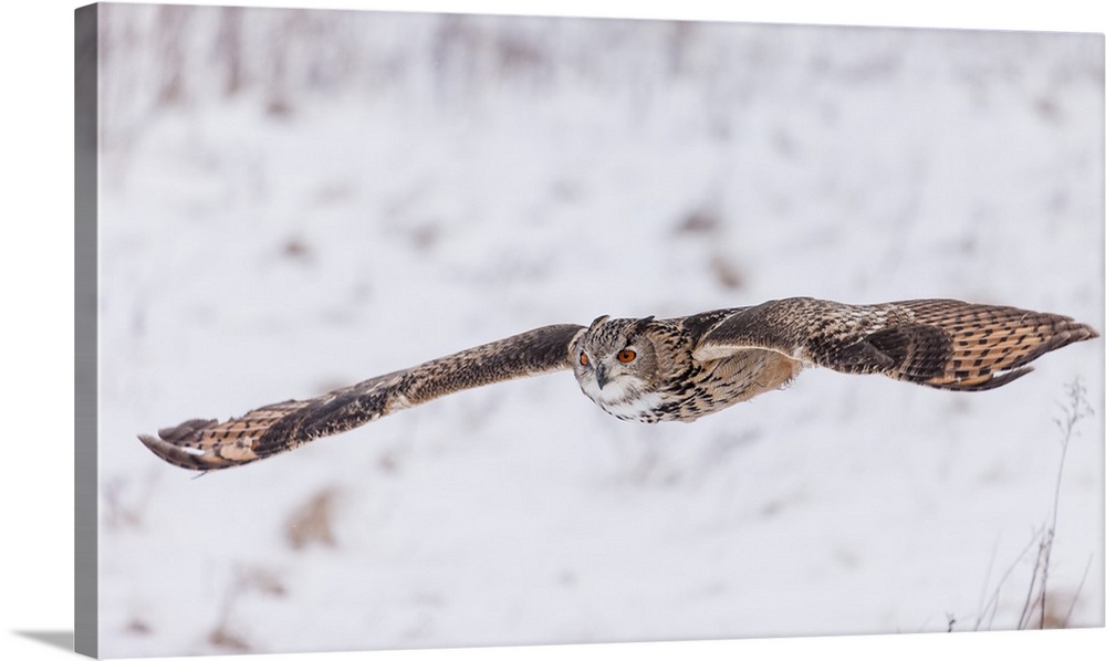 Action photograph of an owl flying with a full wing span on a snowy background.