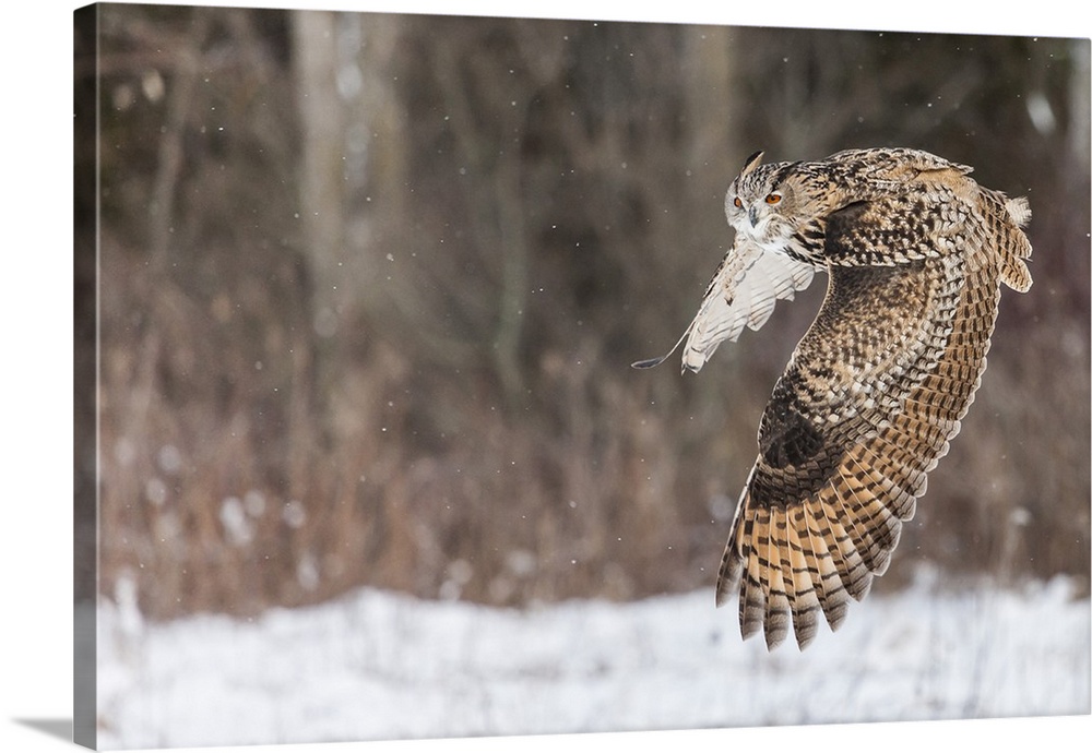 Action photograph of an owl in mid-flight through the snow.