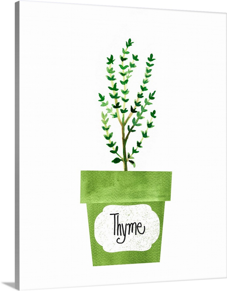 Painting of a potted thyme plant on a solid white background with a label on the green pot.