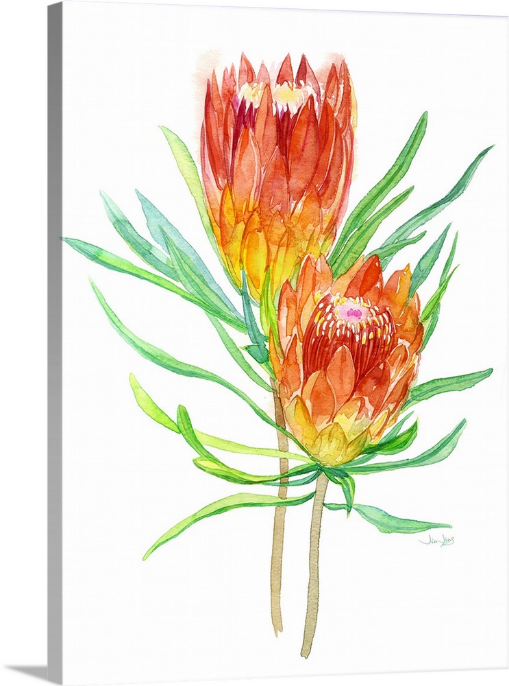 Watercolor painting of two red, orange, and yellow tropical flowers on a white background.