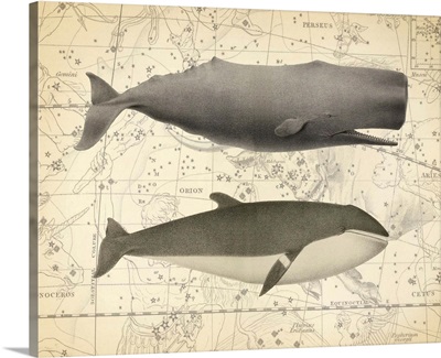 Whale Constellation I