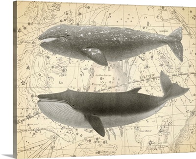 Whale Constellation II