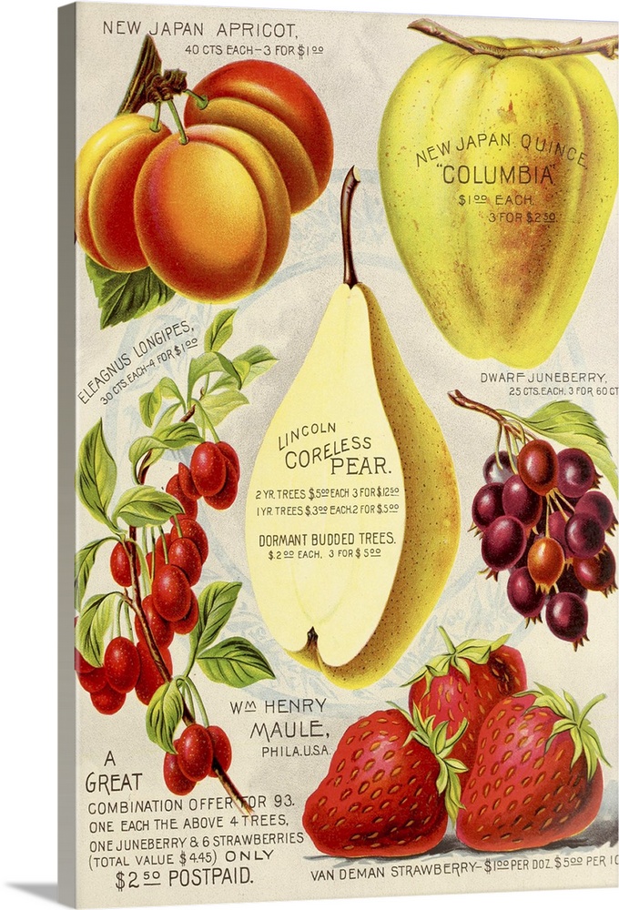 Vintage poster advertisement for 1893 Maule Pear.