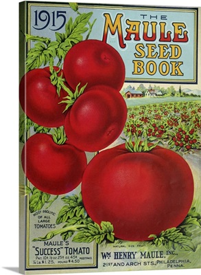 1915 Maule Tomato