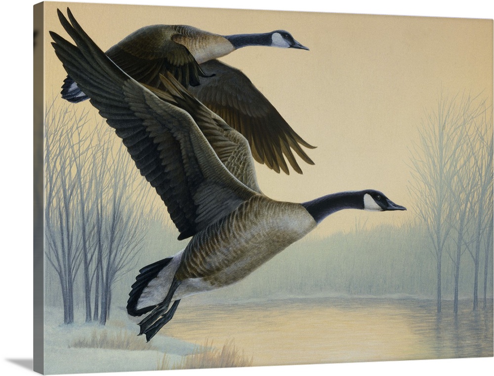 A pair of geese flying.