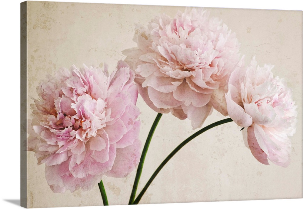 3 Pink Peonies on Light Brown