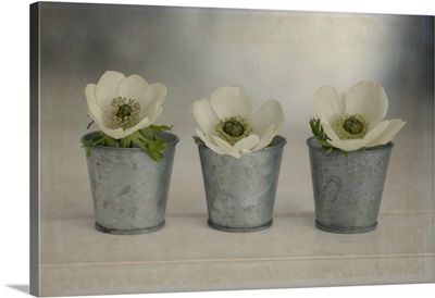 3 White Anemonies in Metal Vases