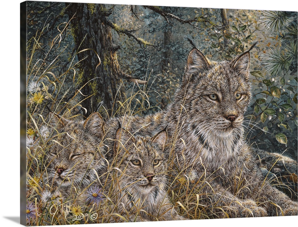 three  lynx lying down