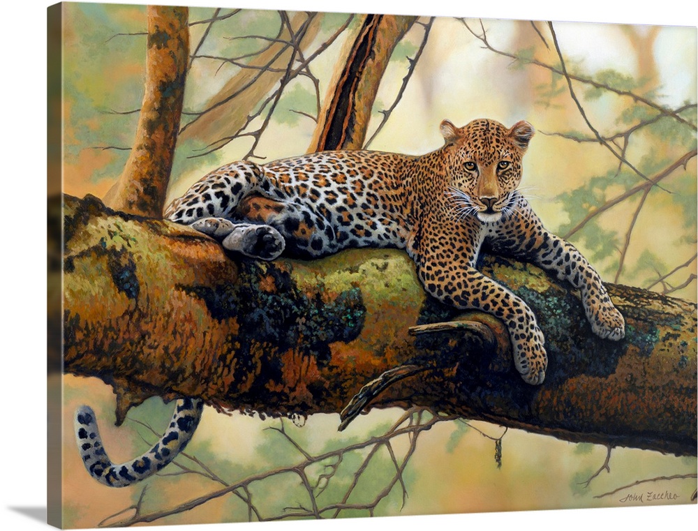 African leopard lying on a tree branch