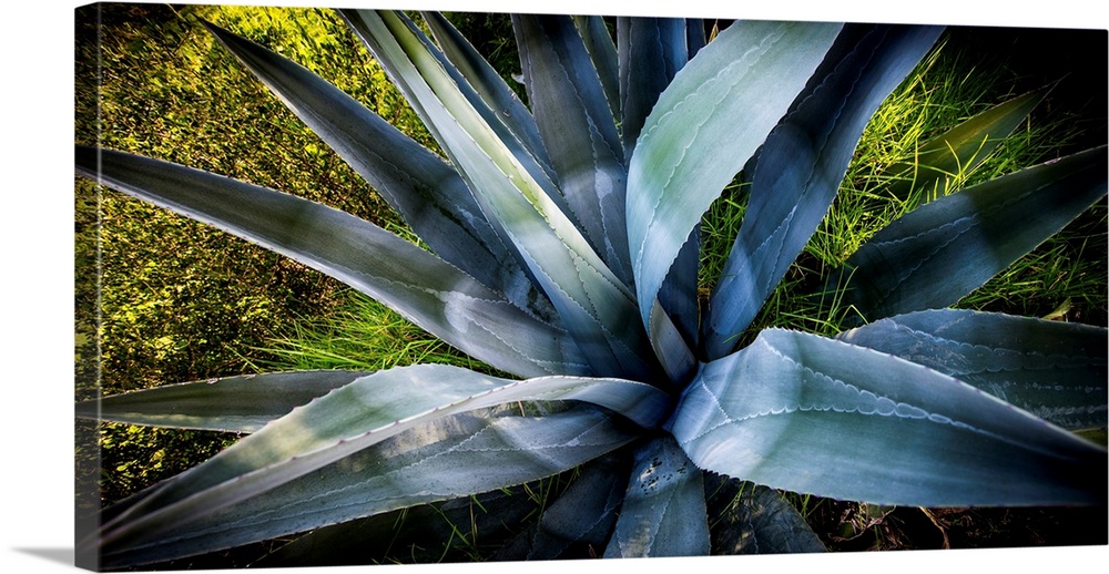 Photograph of an agave plant up close.
