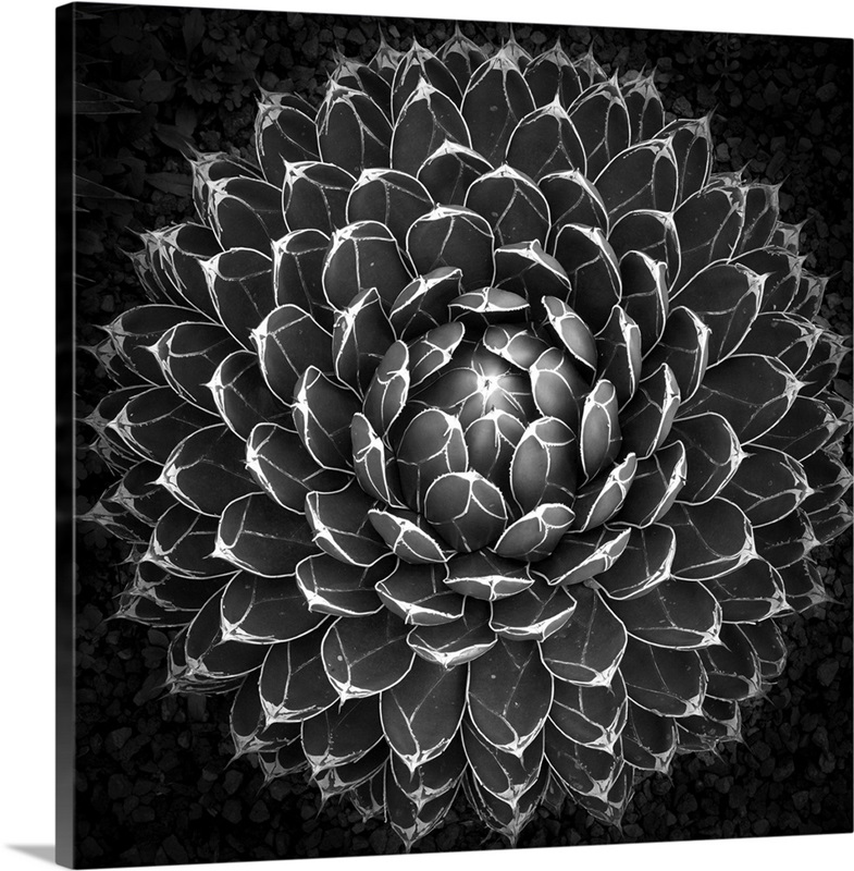 Agave Victoria | Great Big Canvas