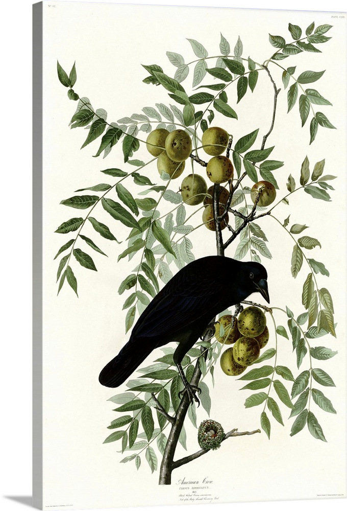 Audubon Birds, American Crow