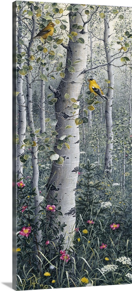 a male and female american goldinch in a grove of quaking aspen, the pink flowers are nootka rose.