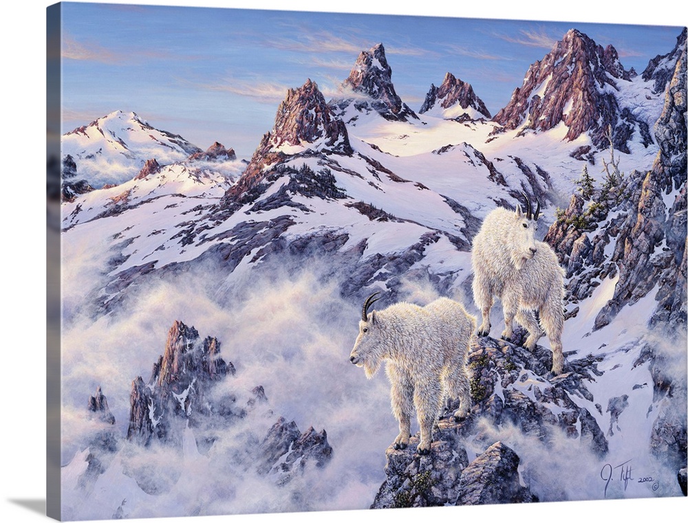 Mountain goats on snowy, rocky ledges.winter mountain