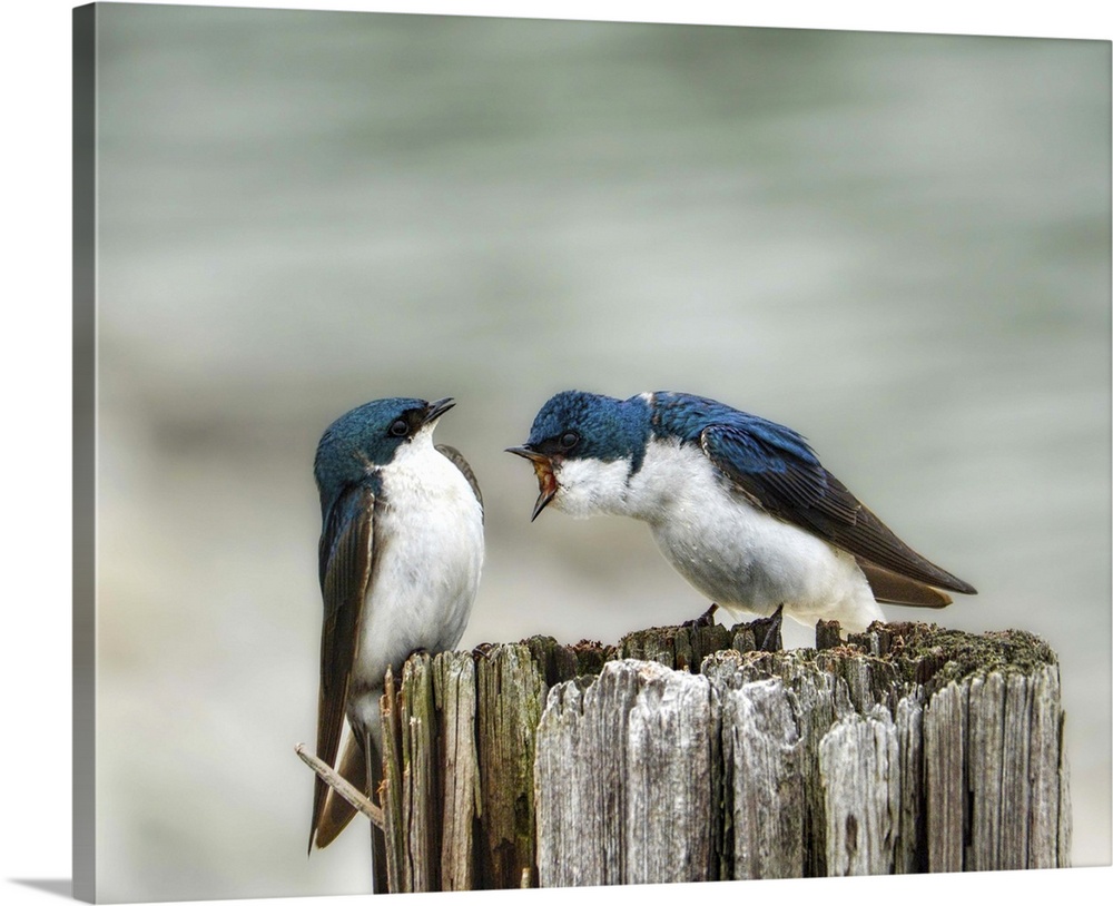 A pair of Tree Swallows on a post.