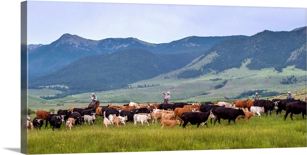 Photograph of cowboys with lassos herding cattle through a valley.