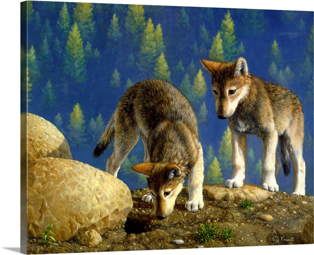 Two young wolves on a hillsidewolf