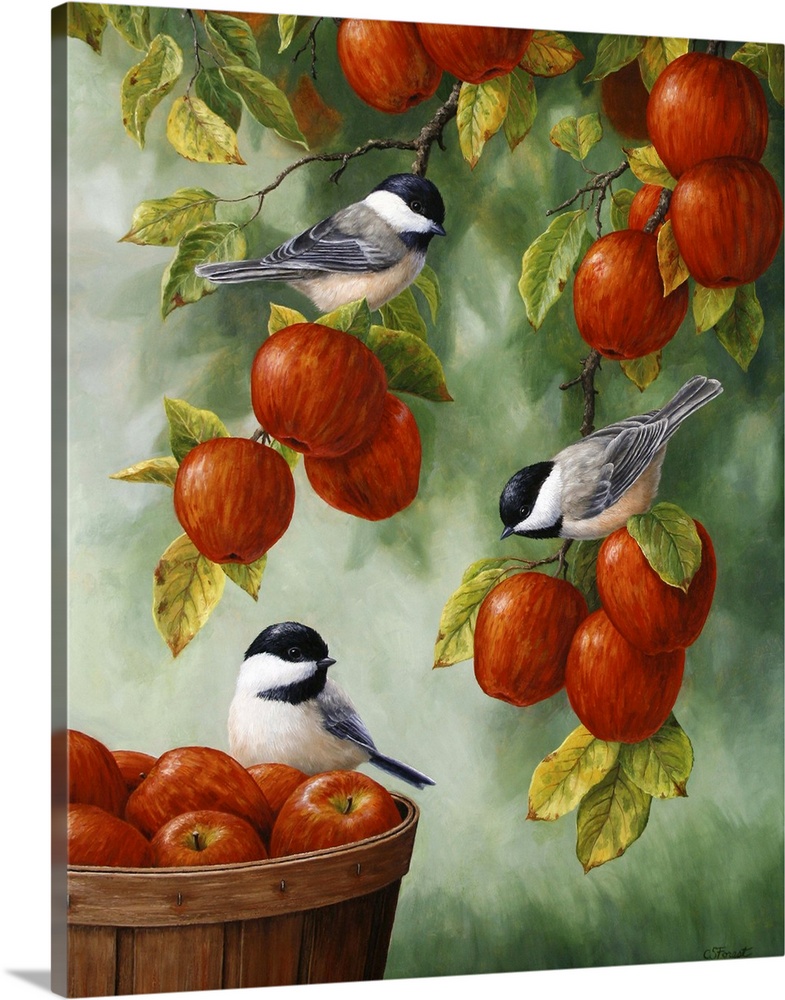 Three little chickadees perched on apples in an apple tree and basket.