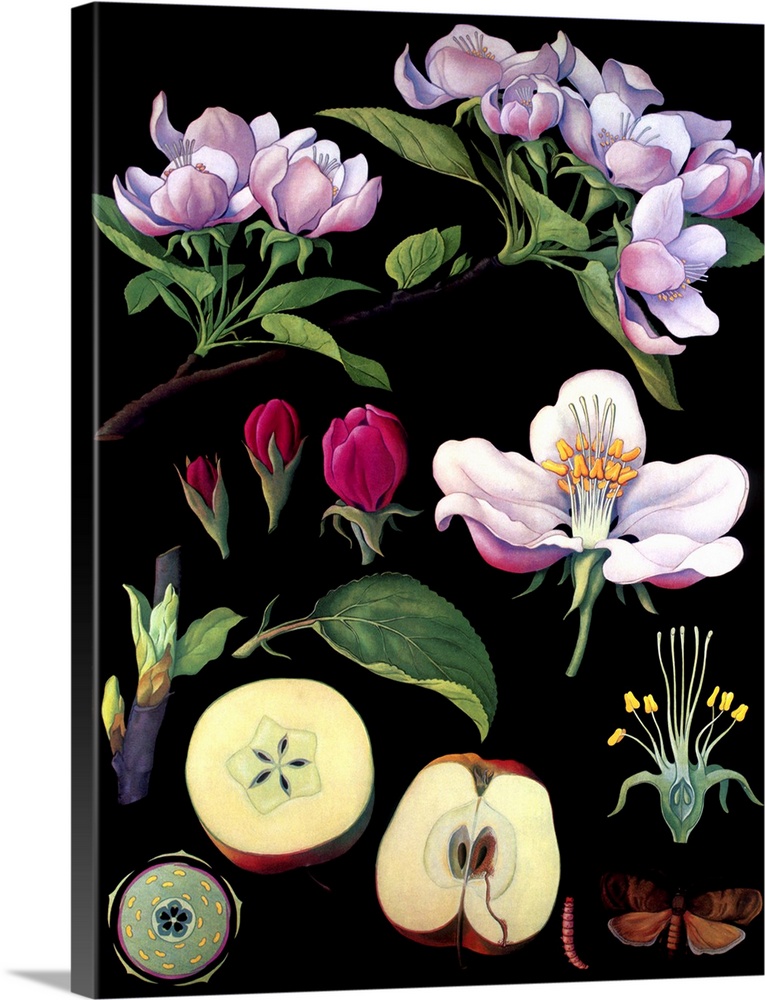 Apple Tree - Botanical Illustration