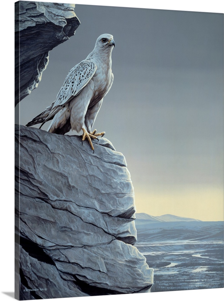 A white falcon perched on a ledge.