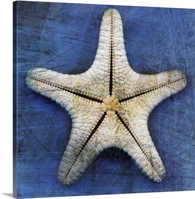 Armored Starfish Underside