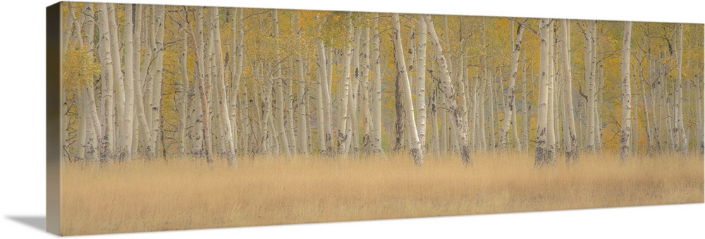 A photograph of a straight on view of a forest of Aspens in fall foliage.