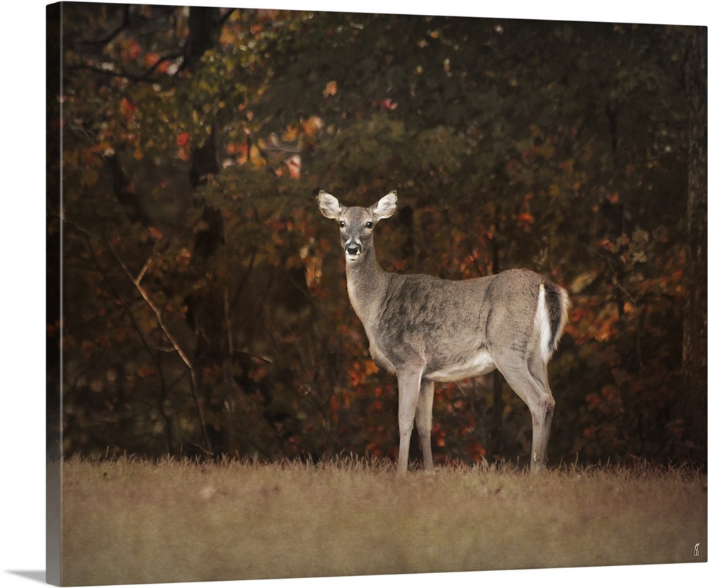 A female deer at the edge of a forest in the fall.